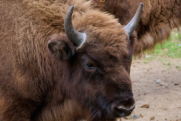 Amazing european bison on meadow in sunny day, Slovakia
