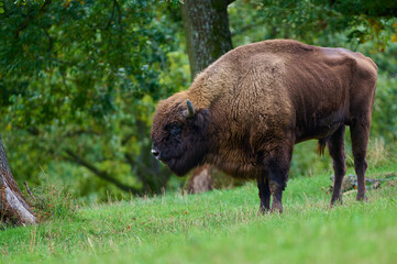 Fototapeta premium Amazing european bison on meadow in sunny day, Slovakia