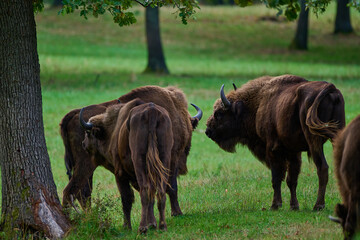 Amazing european bison on meadow in sunny day, Slovakia