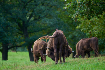 Amazing european bison on meadow in sunny day, Slovakia