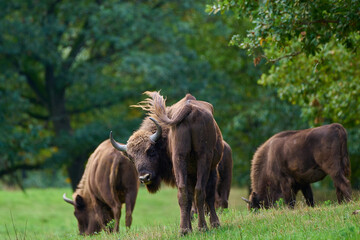 Amazing european bison on meadow in sunny day, Slovakia
