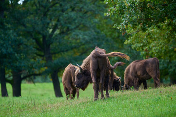 Amazing european bison on meadow in sunny day, Slovakia