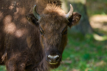 Amazing european bison on meadow in sunny day, Slovakia