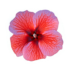 Bright pink red Hibiscus rosa-sinensis flower petals isolated on transparent background cutout. Design element. Chinese hibiscus, China rose, Hawaiian hibiscus, rose mallow and shoeblack.