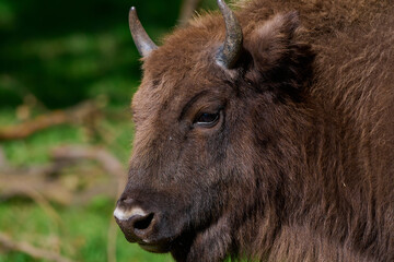 Amazing european bison on meadow in sunny day, Slovakia