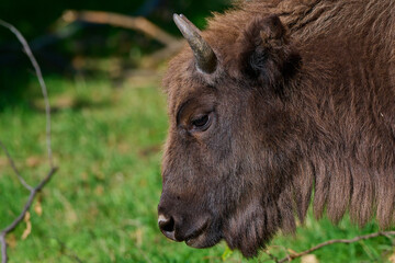 Fototapeta premium Amazing european bison on meadow in sunny day, Slovakia