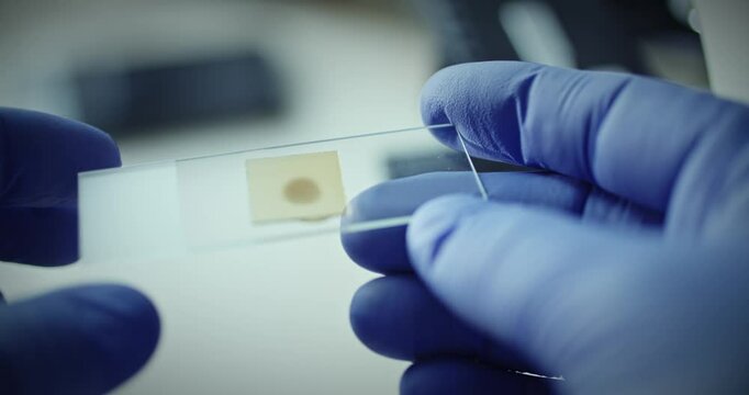 Scientist is examining biological sample on glass slide in lab for analysis and research