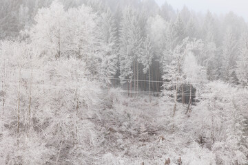 bianca foresta di abeti di montagna innevata e ghiacciata, in inverno, nel nord Italia