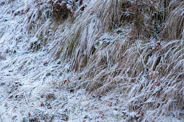 dettaglio dell'erba ghiacciata e ricoperta di neve in inverno