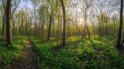 Sunlight filters through lush green trees, illuminating serene f