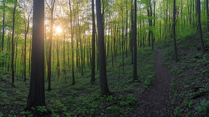 Obraz premium Sunlight filters through lush green trees, creating serene woodl