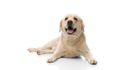 beautiful Labrador Retriever dog with cream color fur lying with happy smiling muzzle isolated on...