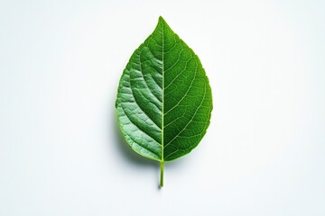 Fototapeta premium Bright green leaf with intricate veins, resting on clean white b