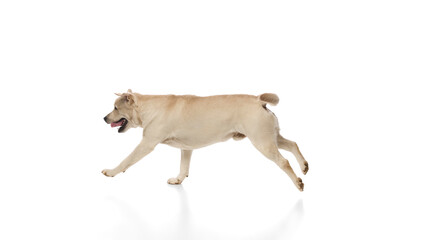 Side view of purebred Labrador dog with golden fur in motion, joyfully running isolated on white...