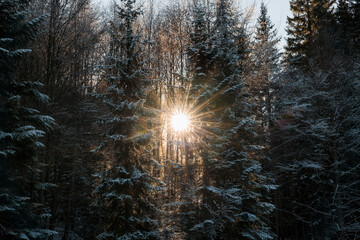 Luce solare che passa attraverso gli alberi di una foresta innevata e ghiacciata di montagna, nelle Alpi del nord Italia, in inverno