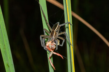 Massaja Nilus Fish-Eating Spider (Nilus massajae), eating a painted reed frog (Hyperolius marmoratus), in a coastal wetland