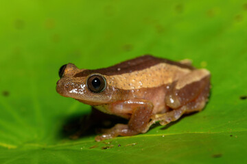 A beautiful greater leaf-folding frog (Afrixalus fornasini), also known as Fornasini's spiny reed frog, or banana frog, in dense coastal vegetation 