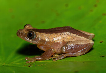 A beautiful greater leaf-folding frog (Afrixalus fornasini), also known as Fornasini's spiny reed frog, or banana frog, in dense coastal vegetation 