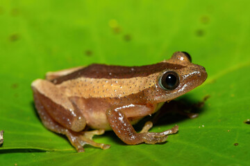 A beautiful greater leaf-folding frog (Afrixalus fornasini), also known as Fornasini's spiny reed frog, or banana frog, in dense coastal vegetation 
