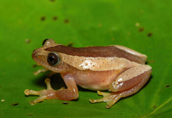 A beautiful greater leaf-folding frog (Afrixalus fornasini), also known as Fornasini's spiny reed frog, or banana frog, in dense coastal vegetation 