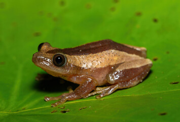 A beautiful greater leaf-folding frog (Afrixalus fornasini), also known as Fornasini's spiny reed frog, or banana frog, in dense coastal vegetation 