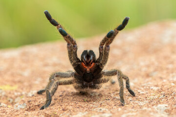 A Highveld Baboon Spider (Harpactira hamiltoni), also known as Hamilton’s Starburst Baboon Spider, displaying its defensive posture 