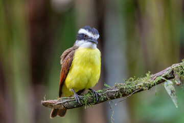 Great kiskadee (Pitangus sulphuratus), passerine bird in the tyrant flycatcher family Tyrannidae. La Fortuna Alajuela, Wildlife and birdwatching in Costa Rica.