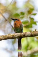 Broad-billed motmot (Electron platyrhynchum), fairly common Central and South American bird of the Momotidae family.