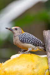 Hoffmann's woodpecker (Melanerpes hoffmannii) is a species of bird in subfamily Picinae of the woodpecker family Picidae. La Fortuna, Volcano Arenal, Wildlife and birdwatching in Costa Rica.