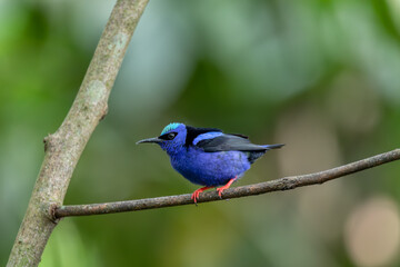 Red-legged honeycreeper (Cyanerpes cyaneus), La Fortuna, Volcano Arenal, Wildlife and birdwatching...