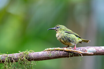 Female of Red-legged honeycreeper (Cyanerpes cyaneus), small songbird species in the tanager family...