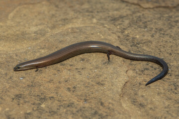 A cute montane dwarf burrowing skink (Scelotes mirus) in the wild, in KwaZulu-Natal, South Africa