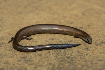 A cute montane dwarf burrowing skink (Scelotes mirus) in the wild, in KwaZulu-Natal, South Africa
