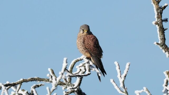 Turmfalke (Falco tinnunculus) auf Ast mit Rauhreif
