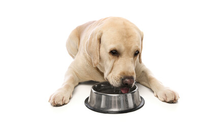 Purebred, light-colored Labrador, Retriever dog lying on floor and drinking water from metal bowl isolated on white background. Concept of domestic animals, pet, care, health, grooming