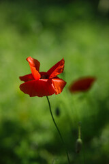 Fototapeta premium Bright red poppies on a green background in sunny weather