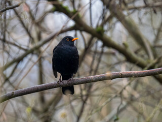 Amsel (Turdus merula)
