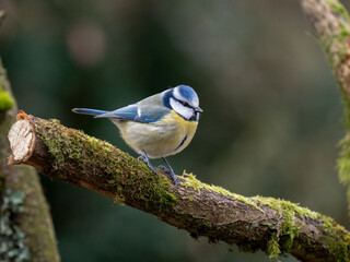 Obraz premium Blaumeise&nbsp;(Cyanistes caeruleu)