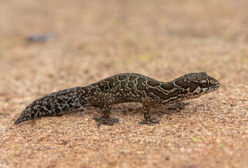 A cute Spotted Thick-toed Gecko (Pachydactylus maculatus) in the wild
