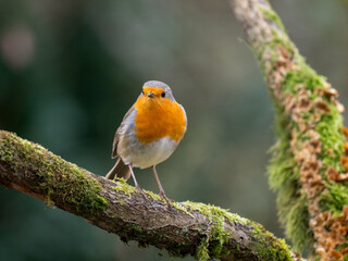 Rotkehlchen (Erithacus rubecula)