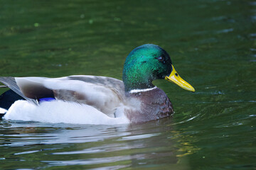 mallard with beautiful colors, mallard from the side, turquoise plumage of a waterfowl, colorful plumage, drops dripping from the head, water droplets on the feathers