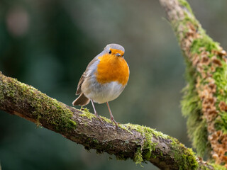 Rotkehlchen (Erithacus rubecula)