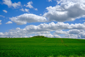 Yellow wheat field and blue sky. Farmland, Germany.