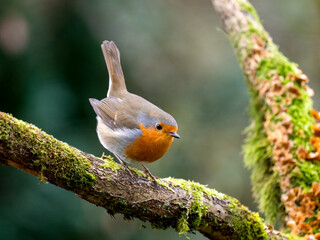 Rotkehlchen (Erithacus rubecula)