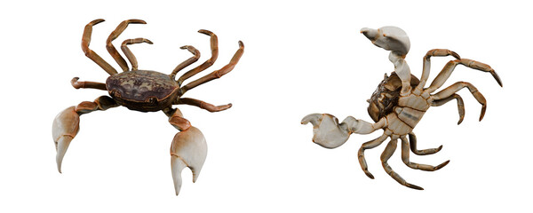 Shore Crab isolated on white
