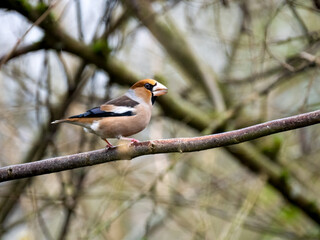 Kernbeißer (Coccothraustes coccothraustes)