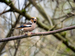Kernbeißer (Coccothraustes coccothraustes)