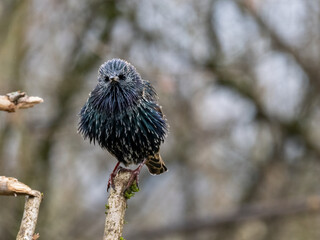 Star (Sturnus vulgaris)