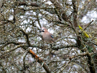 Eichelhäher (Garrulus glandarius)