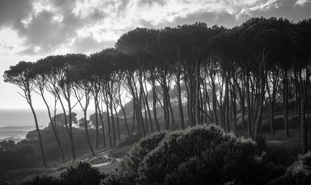 Forest massif at Carcans Plage pine forest near Lacanau on the French Atlantic coast